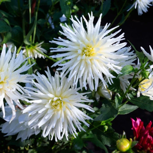 dalia-playa-blanca.webp