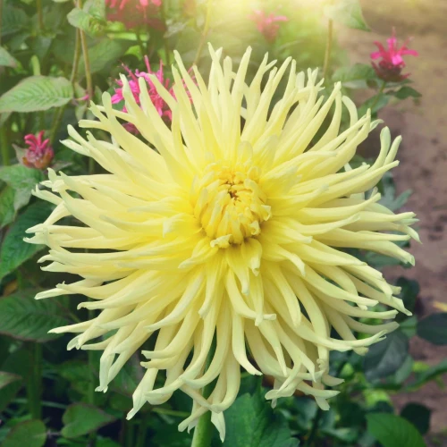 dalia-yellow-star.webp