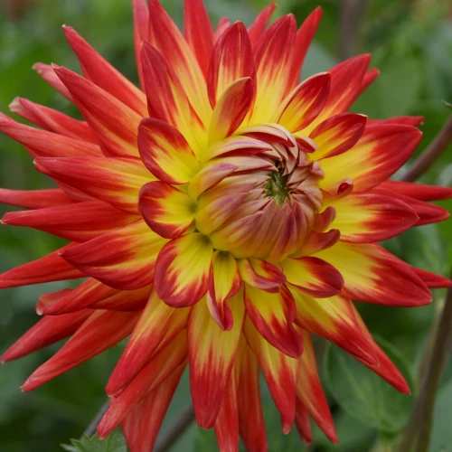 dalia-karma-bon-bini.webp