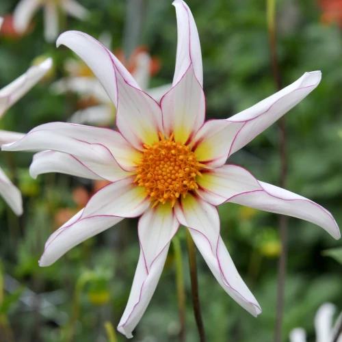 dalia-honka-fragile.webp