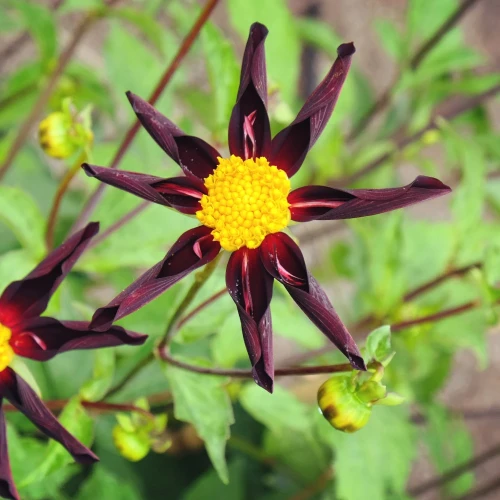 dalia-orchideowa-verrone_s-obsidian.webp
