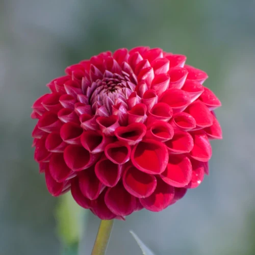 dalia-glow.webp