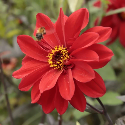 dalia-georginia-bishop-of-llandaff.webp