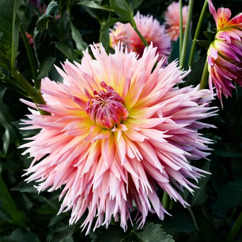dalia-georginia-shaggy-chic.webp