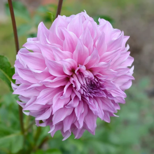 dalia-georginia-vassio-meggos.webp