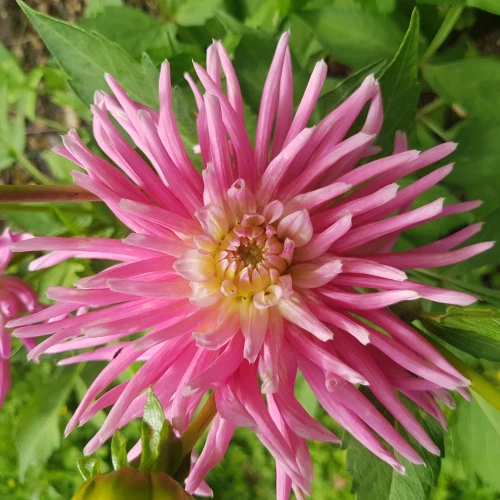 dalia-good-earth.webp