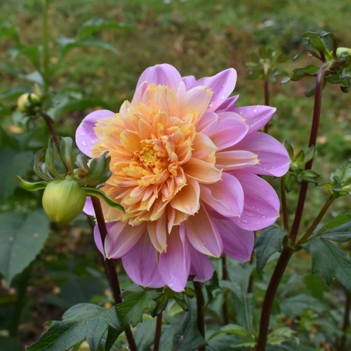 dalia-life-style.webp