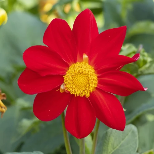 dalia-mignon-red.webp