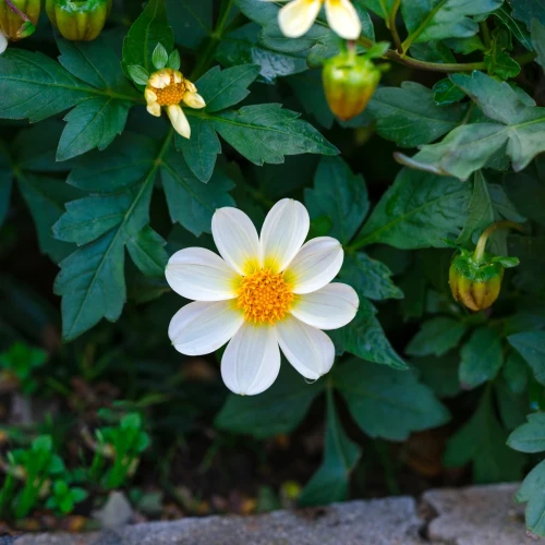 dalia-mignon-white.webp