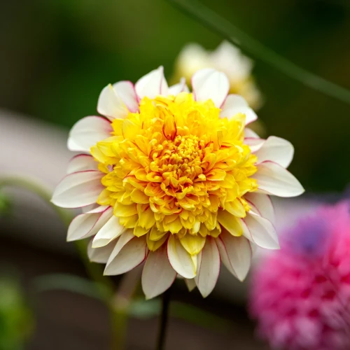 dalia-polka.webp