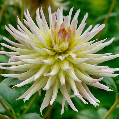 dalia-shooting-star.webp