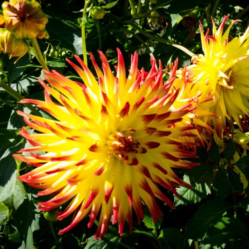 dalia-summer-breeze.webp