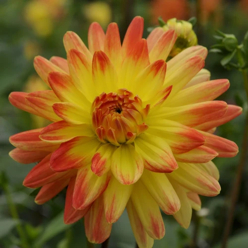 dalia-vectra.webp