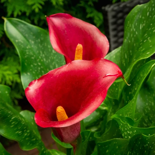 kalia-czerwona.webp