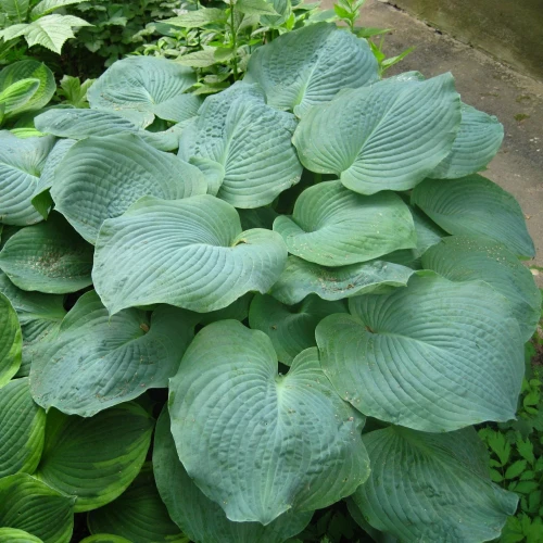 funkia-elegans.webp