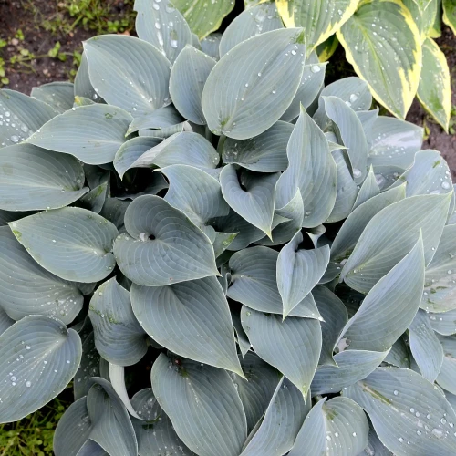 funkia-canadian-blue.webp