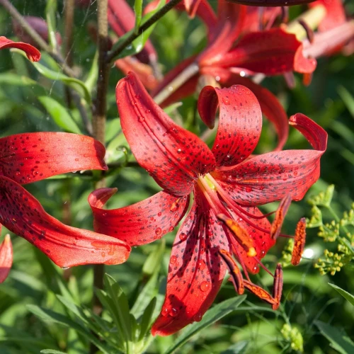 lilia-red-tiger.webp