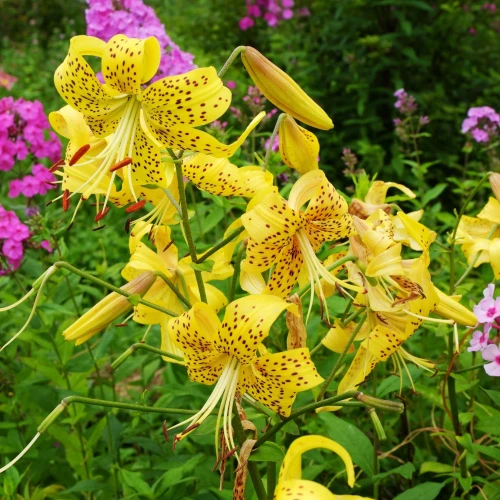 lilia-yellow-tiger.webp