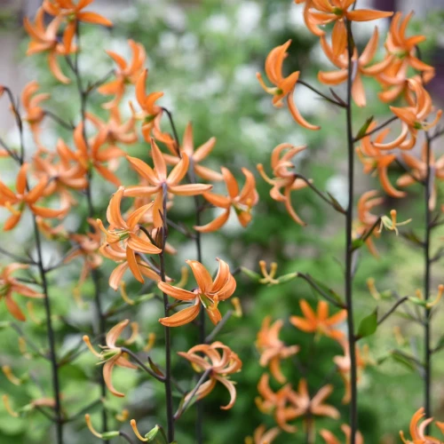 lilia-martagon-orange-marmalade.webp