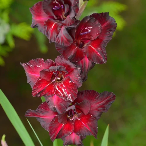 mieczyk-black-surprise.webp