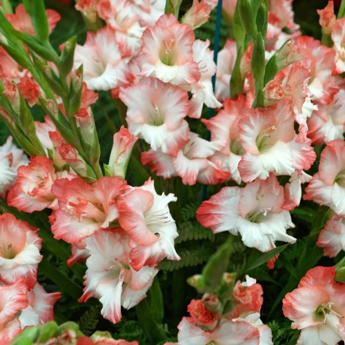 mieczyk-pink-lady.webp