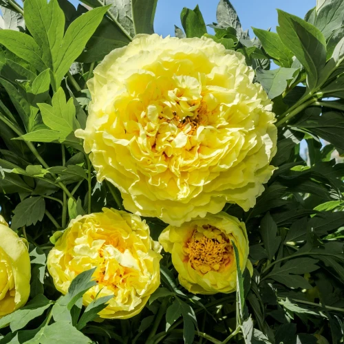 piwonia-yellow-crown.webp