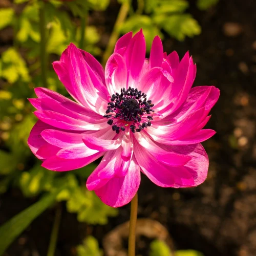 zawilec-anemone-admiral.webp