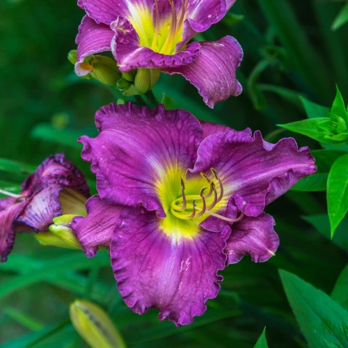 liliowiec-lavender-blue-baby.webp