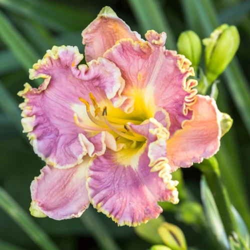 liliowiec-lavender-tutu.webp