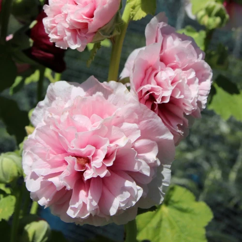 malwa-peaches-and-dreams.webp
