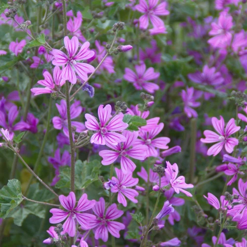 malva-sylvestris.webp
