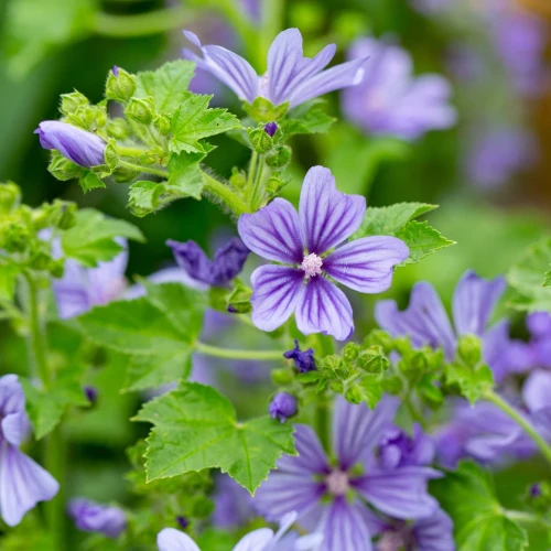 malva-marina.webp