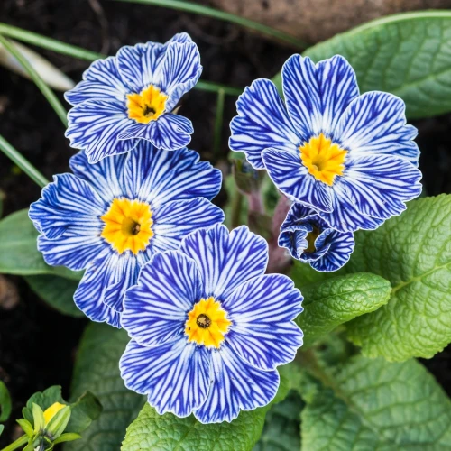 primula-blue-zebra.webp