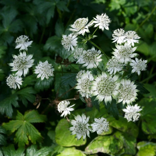 jarzmianka-biala-astrantia.webp