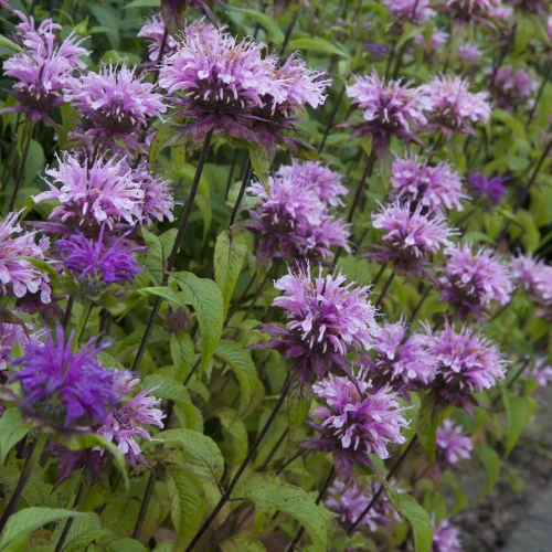 monarda-prairienacht.webp