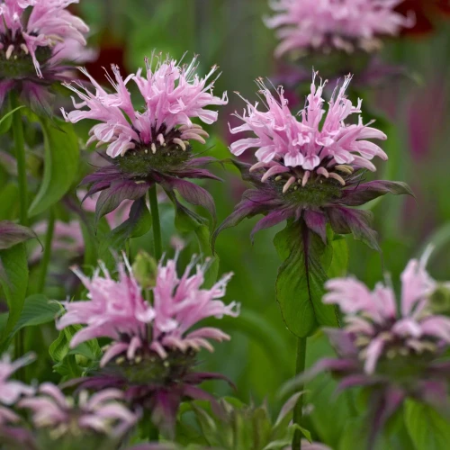 monarda-beauty-of-cobham.webp