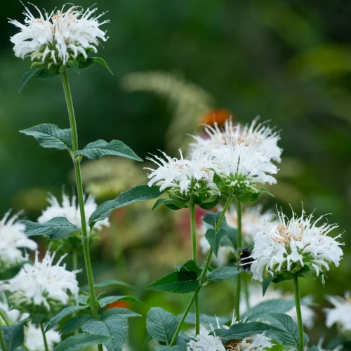 monarda-schneewitchen.webp