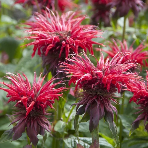 monarda-cambridge-scarlet.webp