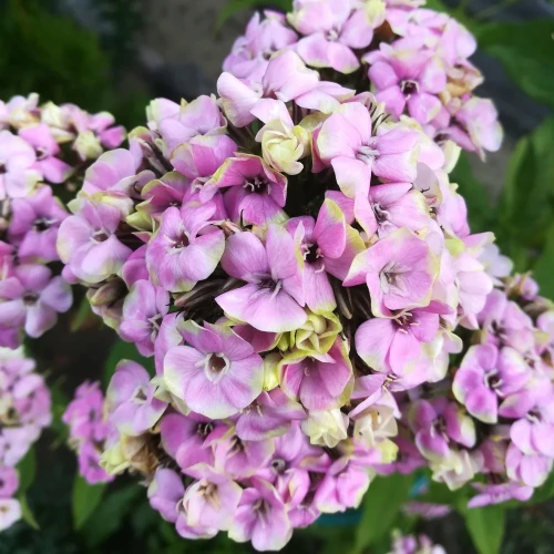 floks-sherbet-blend.webp