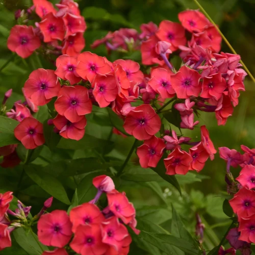 floks-pomaranczowy.webp