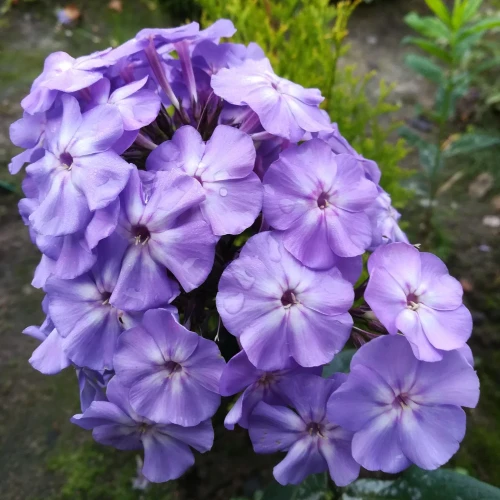 floks-niebieski.webp