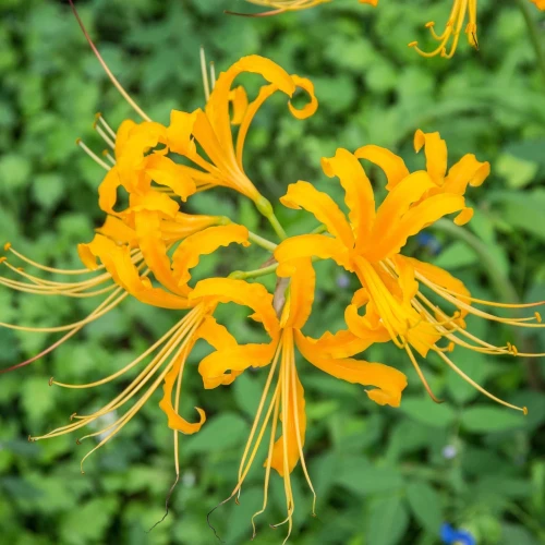 likoris-aurea.webp