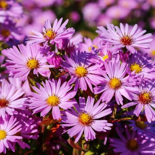 aster-herbstgruss-von-bresserhoff.webp