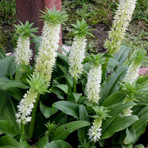 eukomis-jesienny-autumnalis.webp