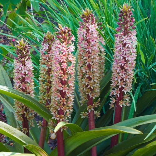eukomis-czubaty-comosa.webp