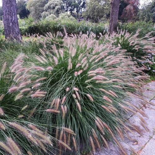 pennisetum-hameln.webp
