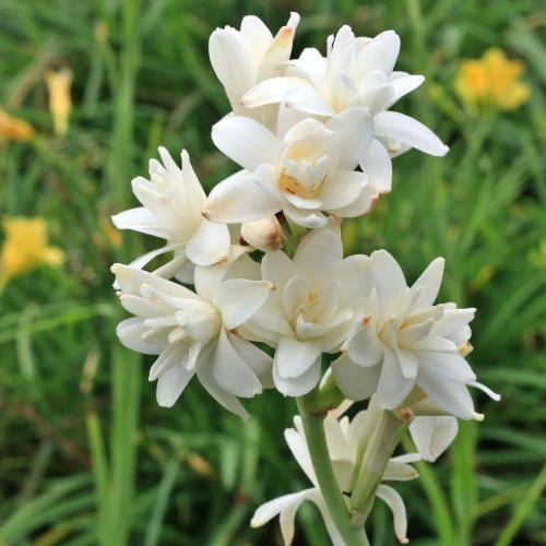 tuberoza-biala.webp
