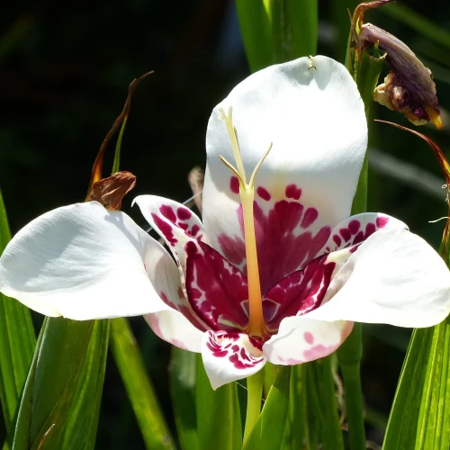 tigridia-alba.webp