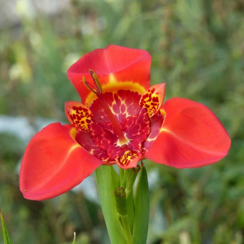 tigridia-speciosa.webp