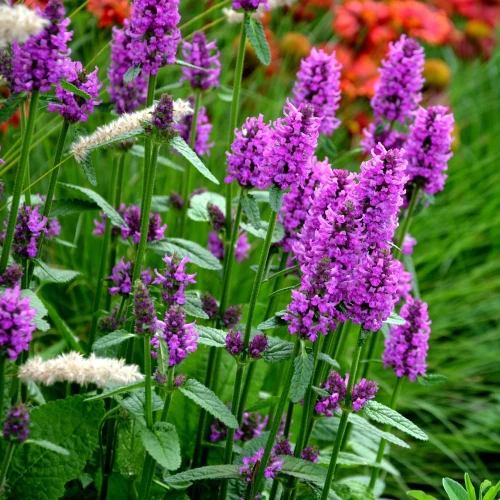 stachys-hummelo.webp